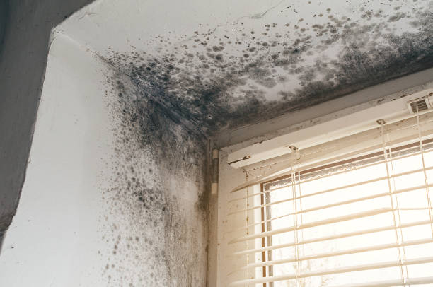 Affordable Black Mold Remediation solutions in Ball Ground, GA